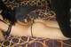 Private Photo of sexysirena85
